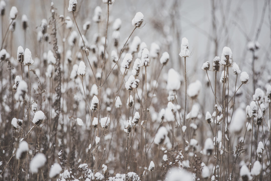 All Winter - Taylor Family Farm