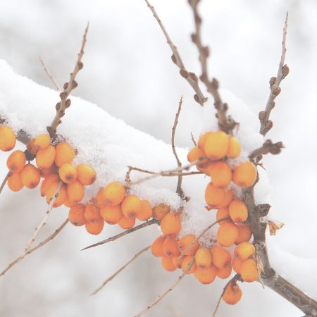 Winter Soap