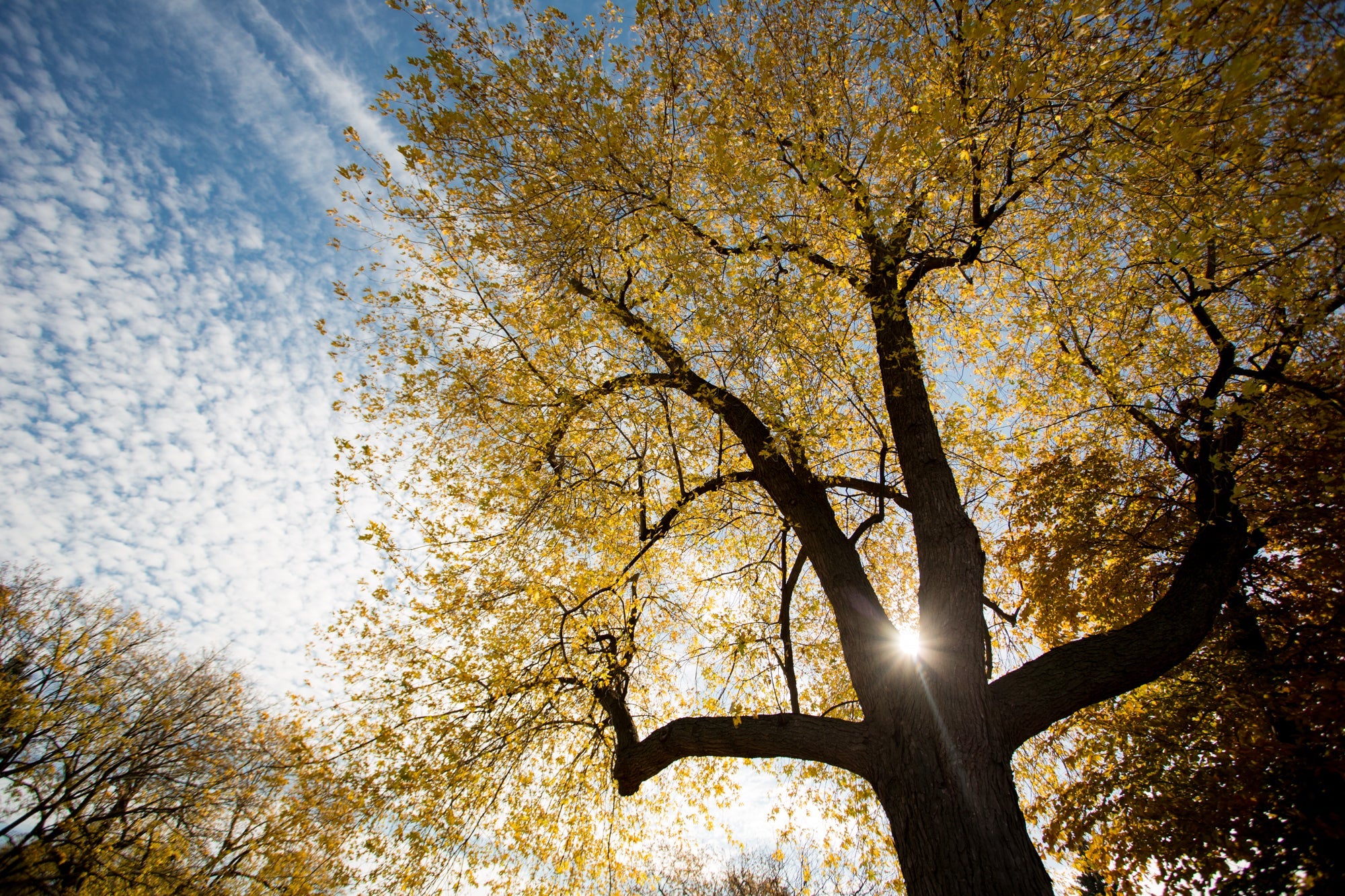 Fall